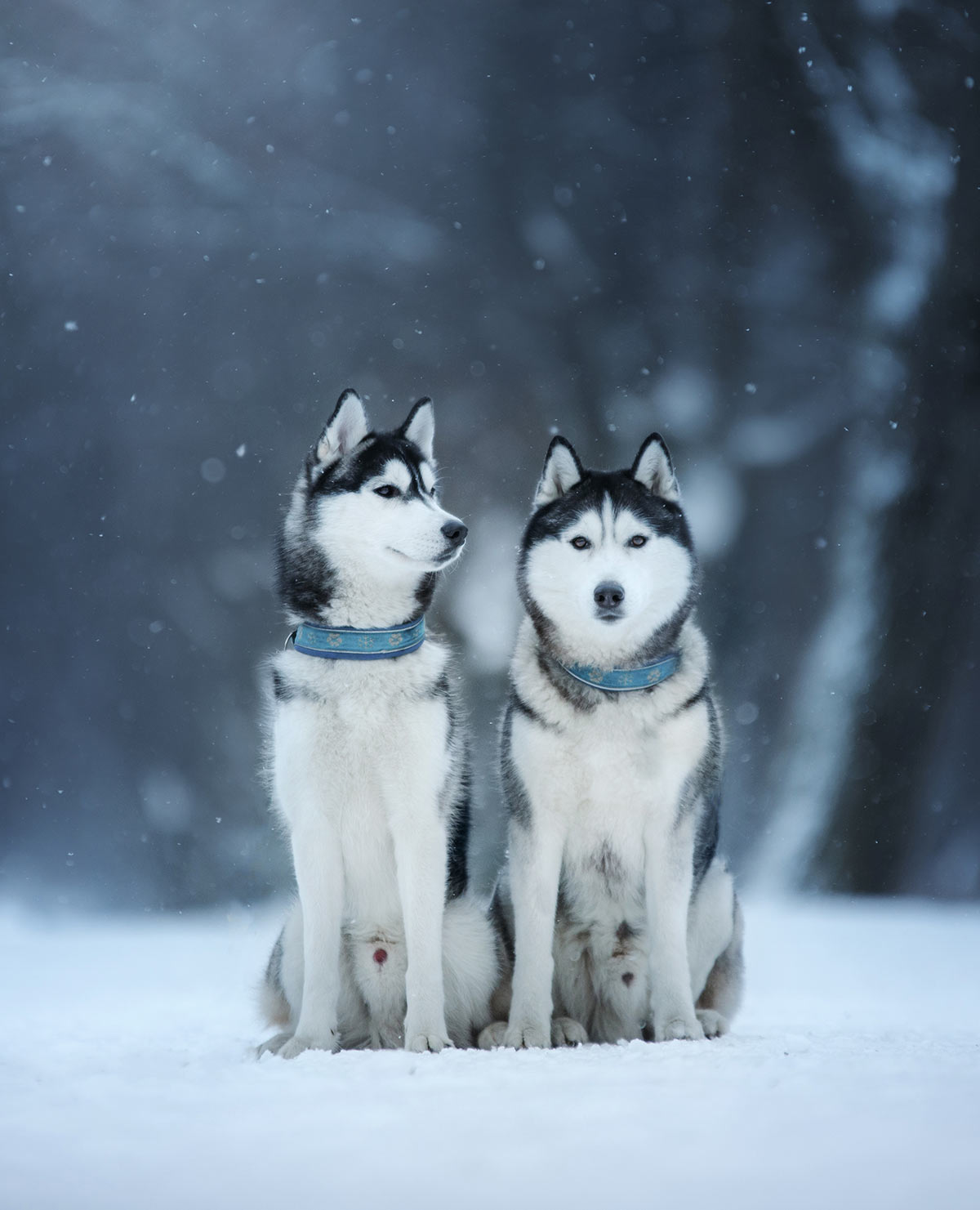 siberian husky in snow