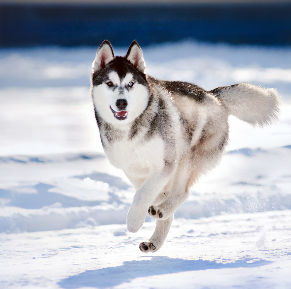 List 98+ Wallpaper A Picture Of A Husky Latest