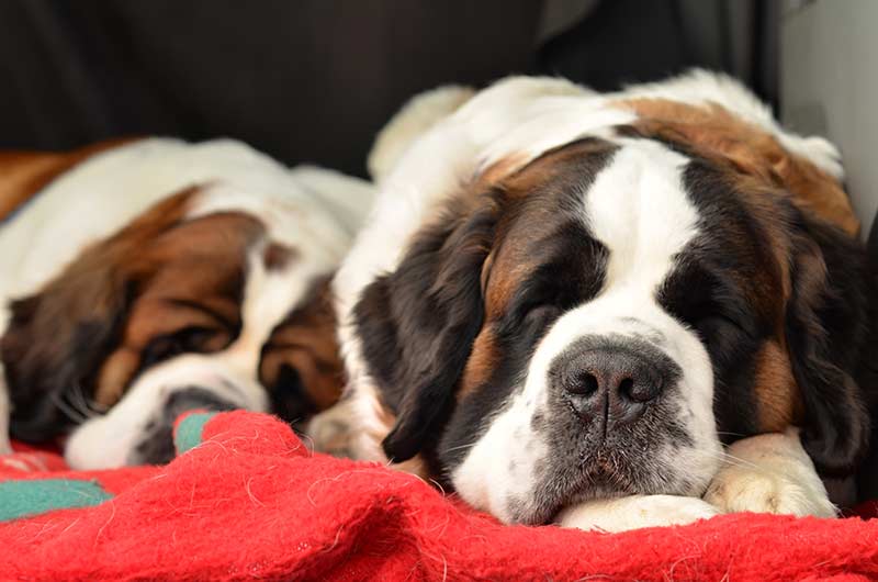 St Bernard dog