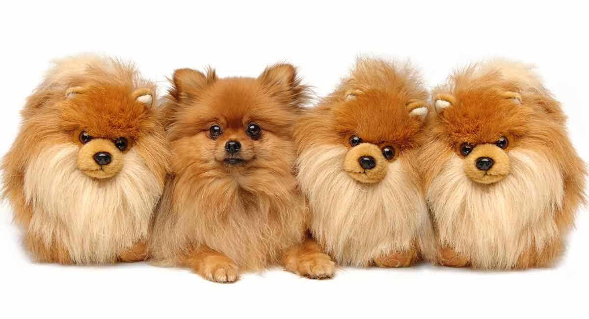 teddy bear dog breeds - pomeranian