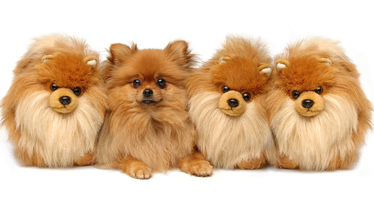 dog with teddy bear