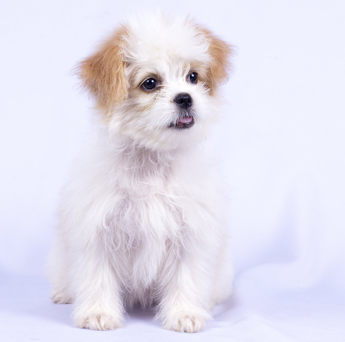 black and brown dog teddy