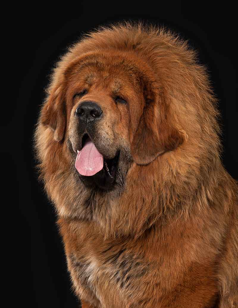 Tibetan mastiff portrait