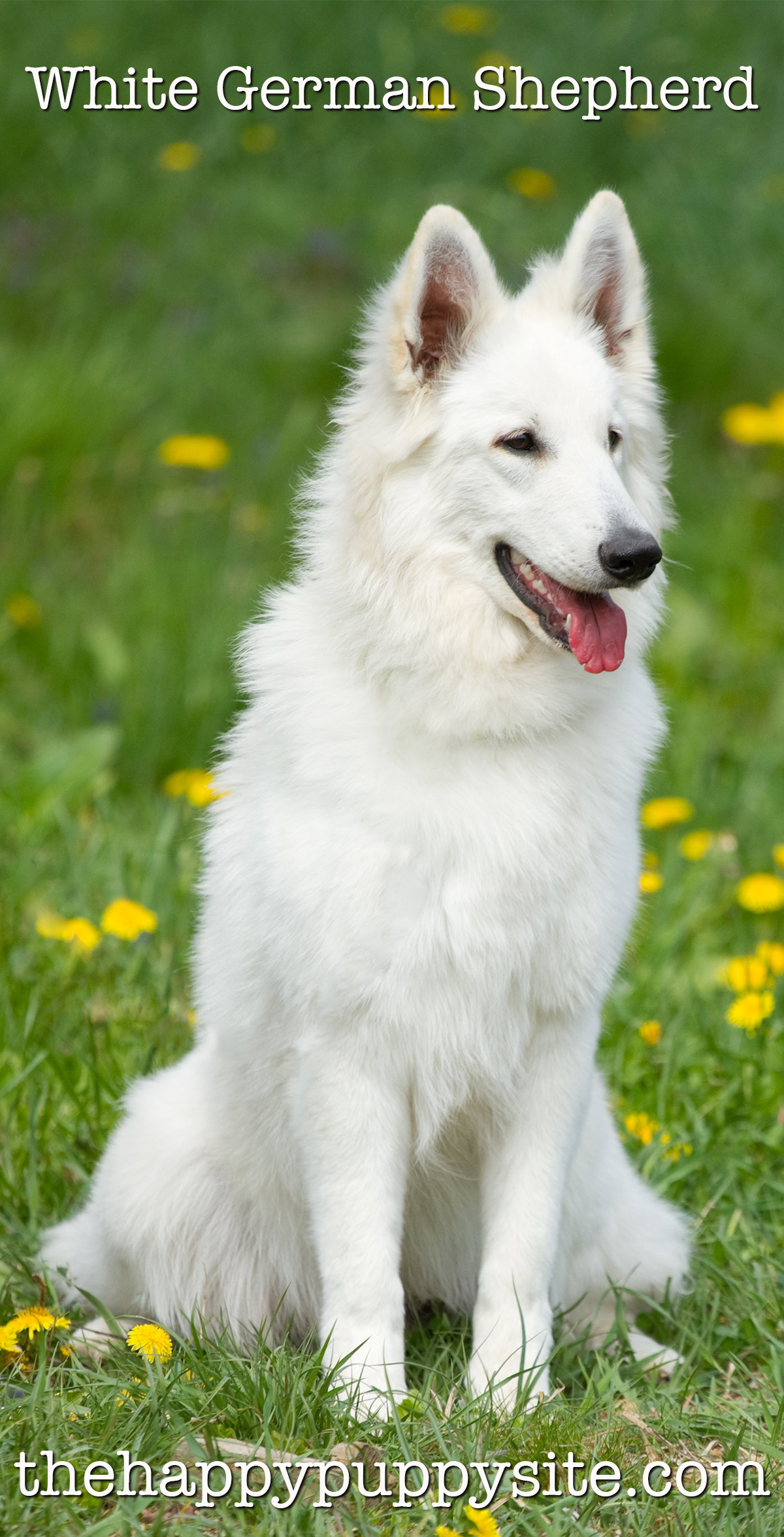 Cute German Shepherd Puppy White Dog