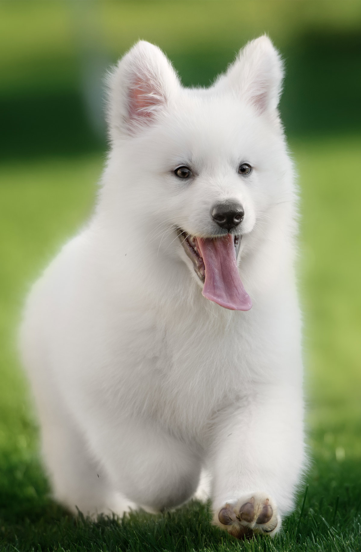 White German Shepherd Dog - A Complete Guide To A Snowy White Pup