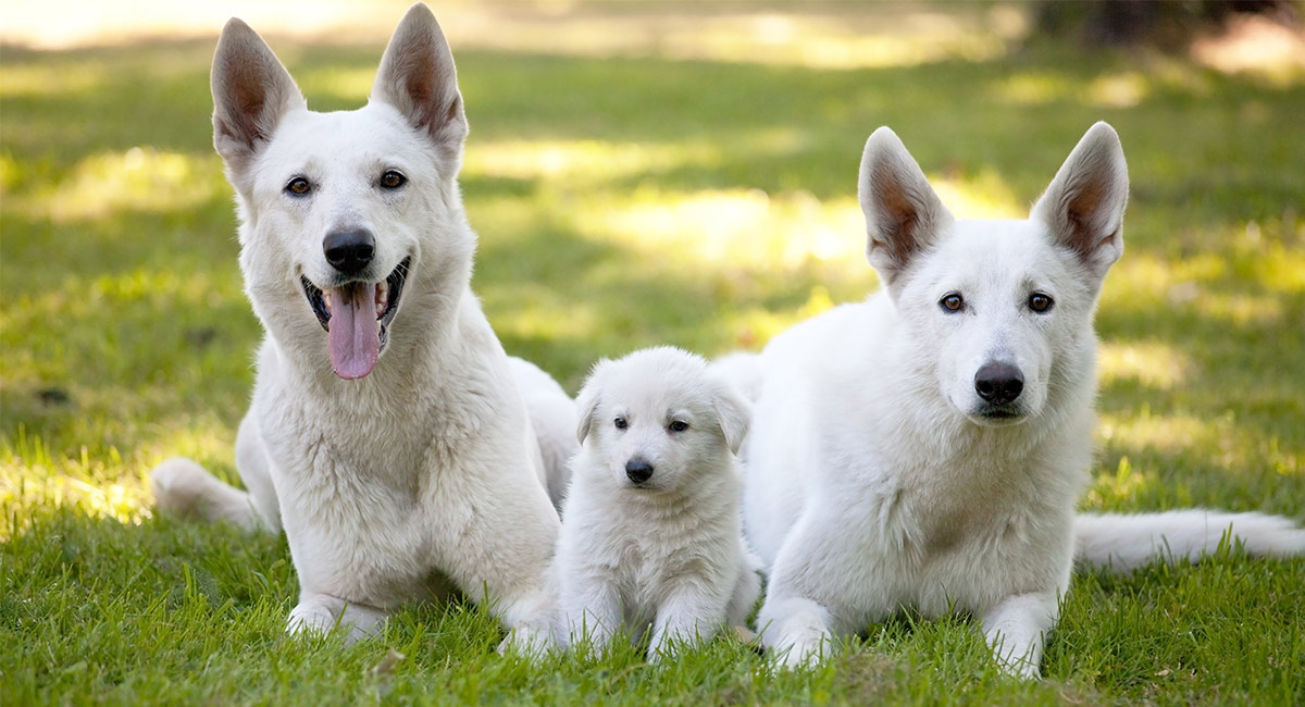 are white german shepherd albino