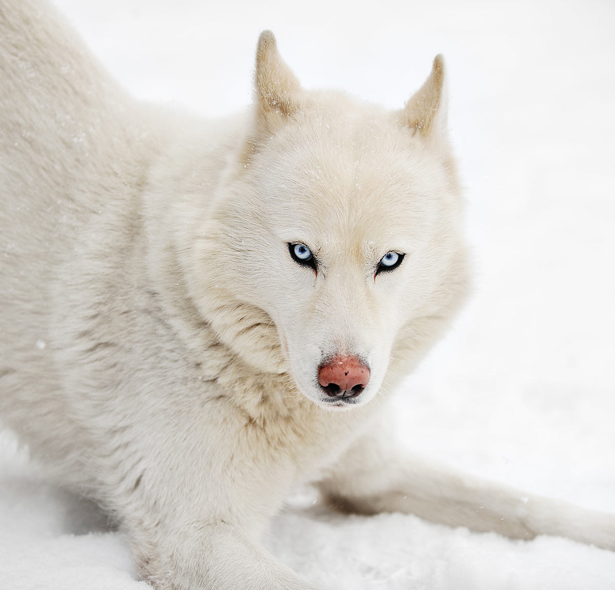 Image Result For Red Siberian Husky With Blue Eyes