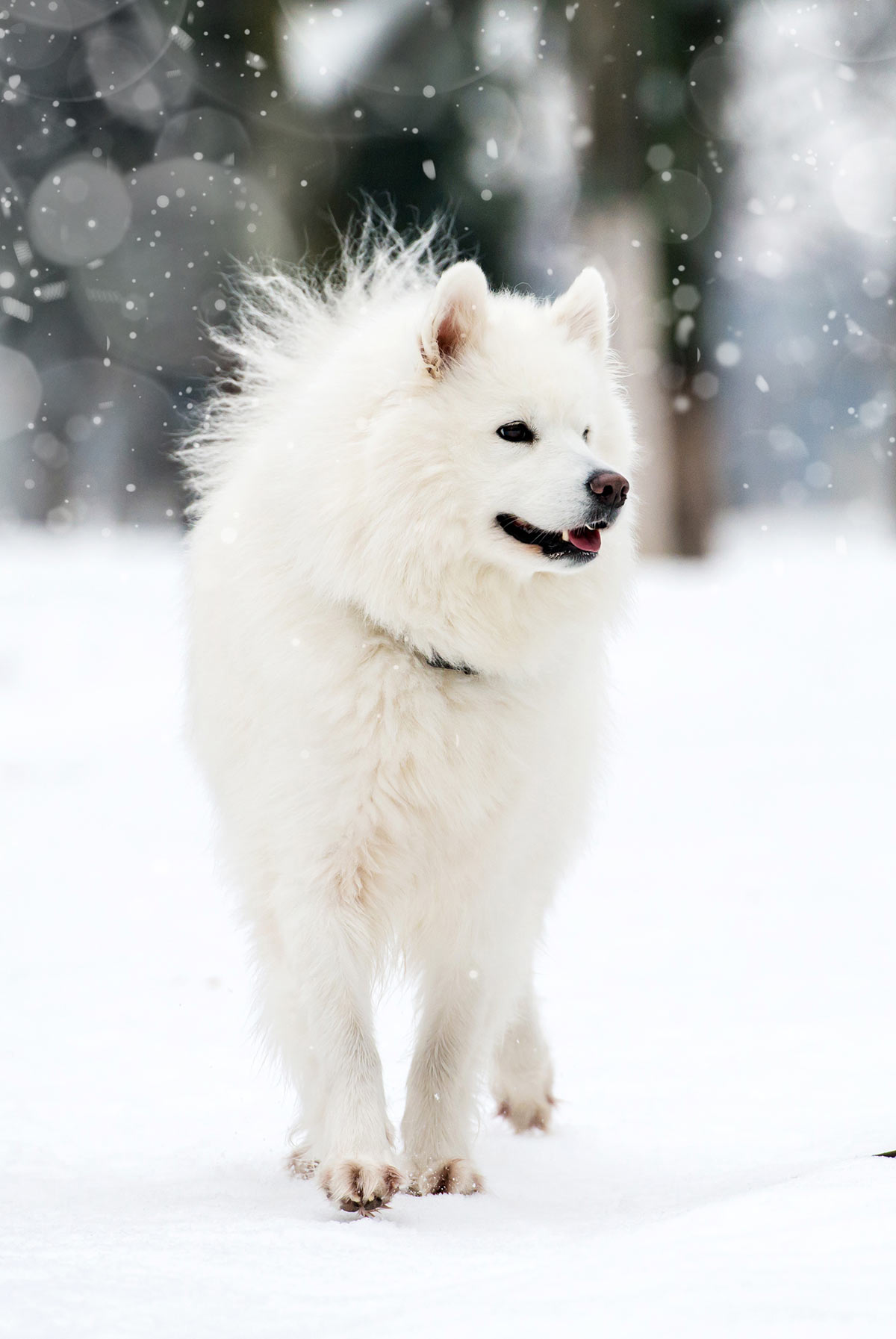 white fluffy husky dog