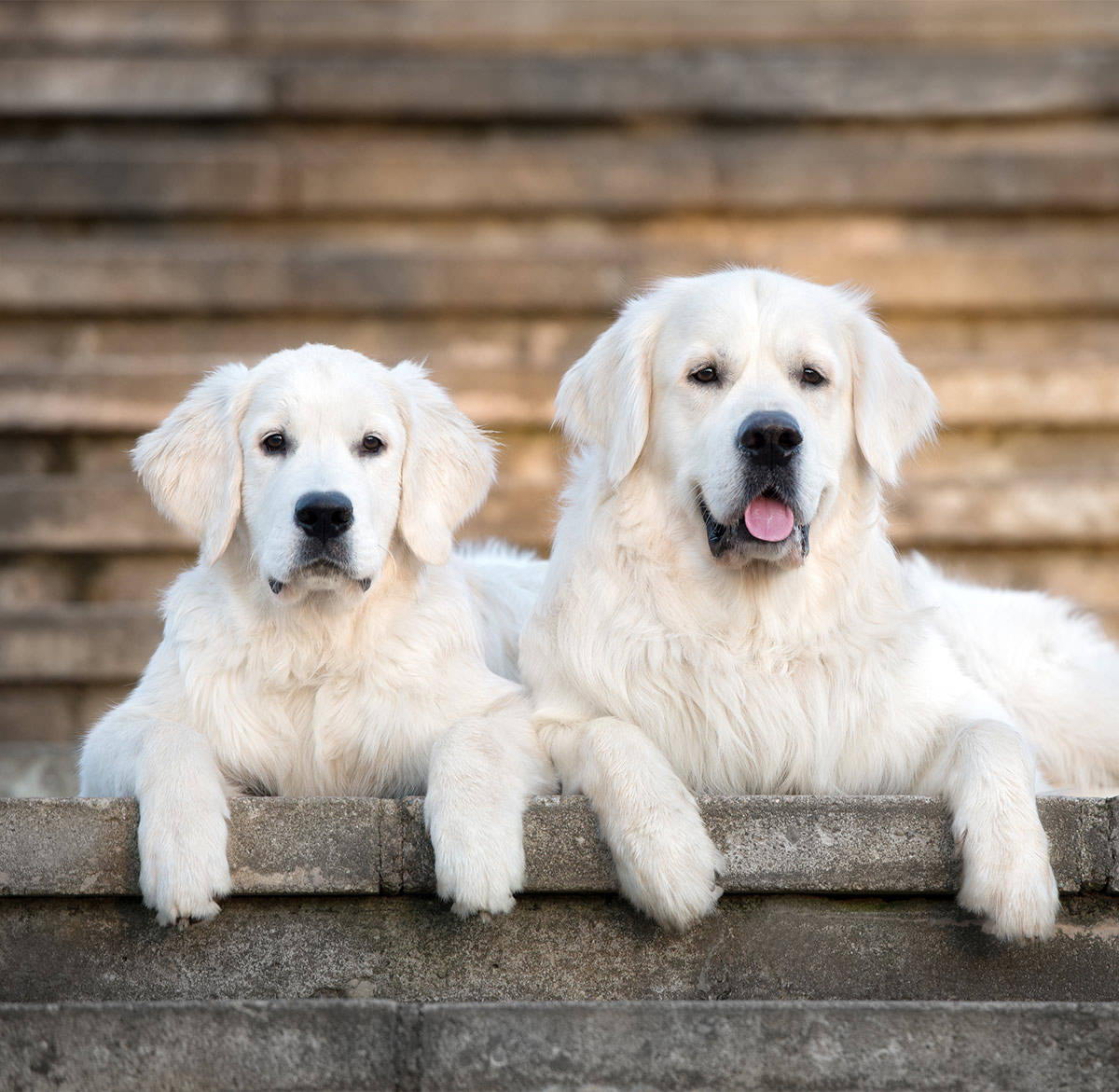 Pictures of white Golden Retrievers