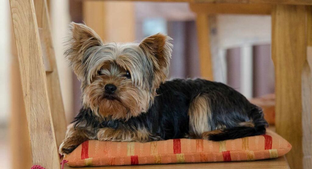 are all yorkies born black