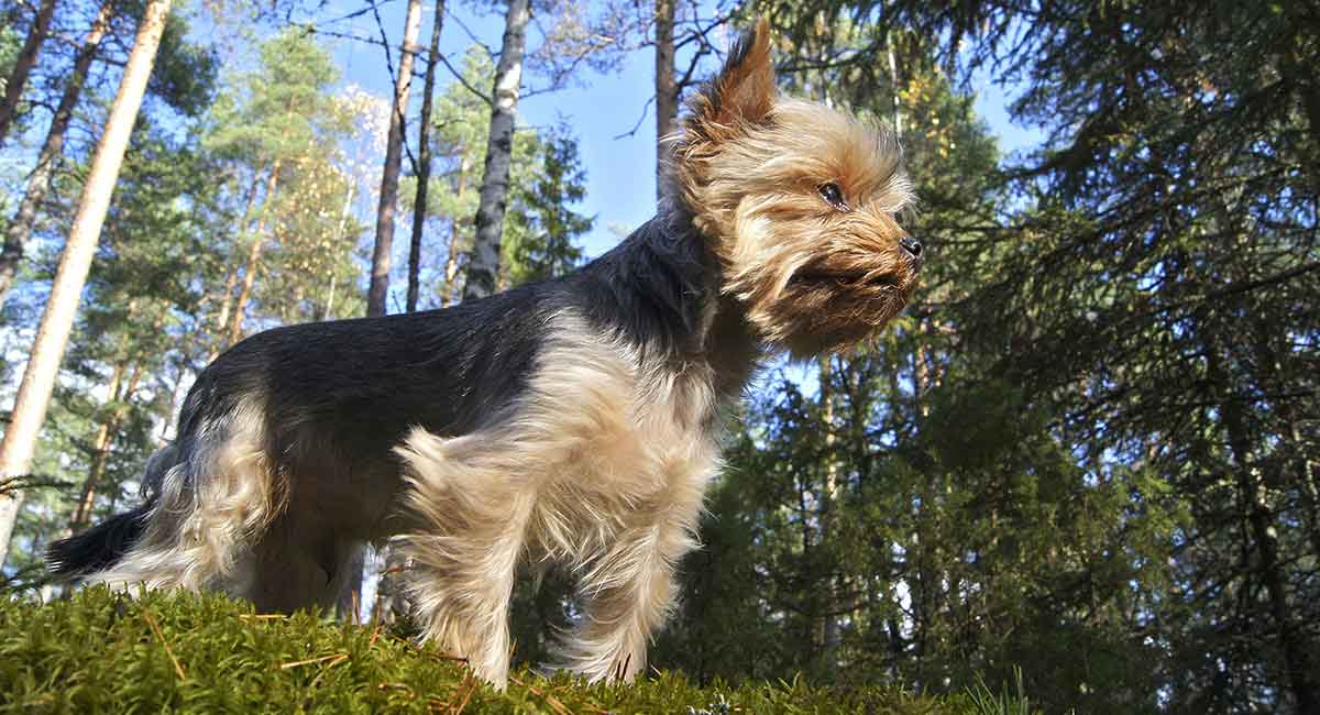 what dog breeds are terriers