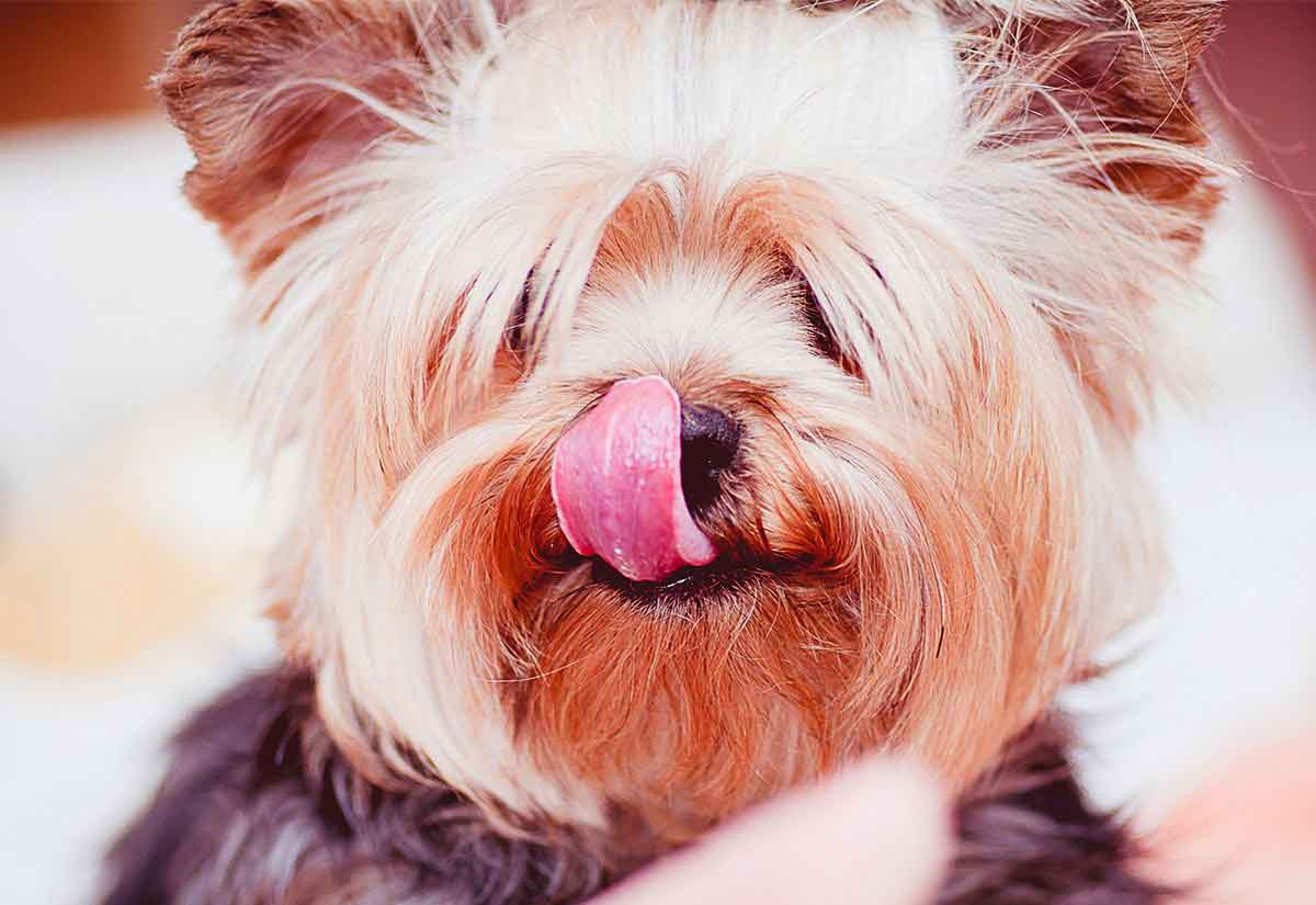 Top 20 hot sale yorkie names