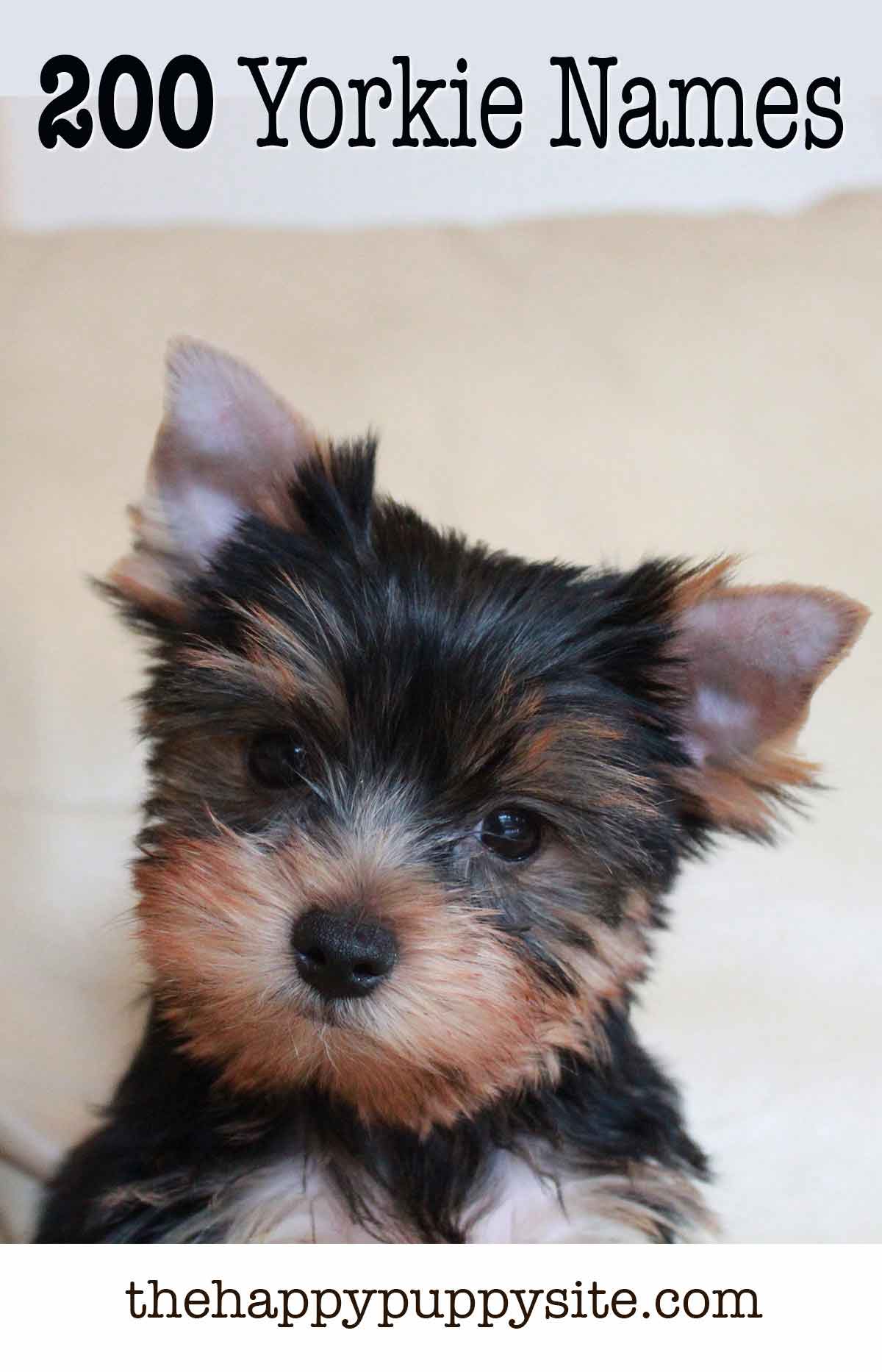 cute morkie names