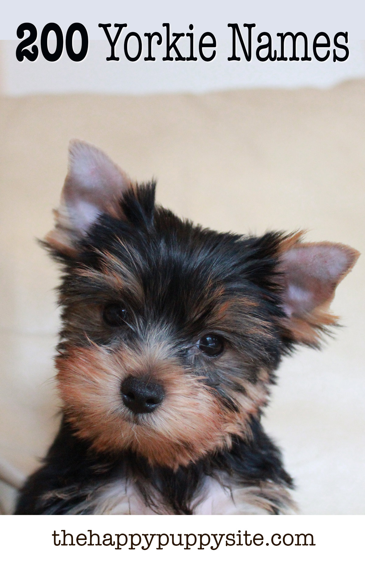 yorkie-names-200-amazing-ideas-for-naming-yorkshire-terriers