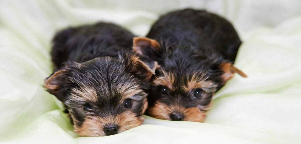 yorkie puppies, one of the smallest toy dog breeds