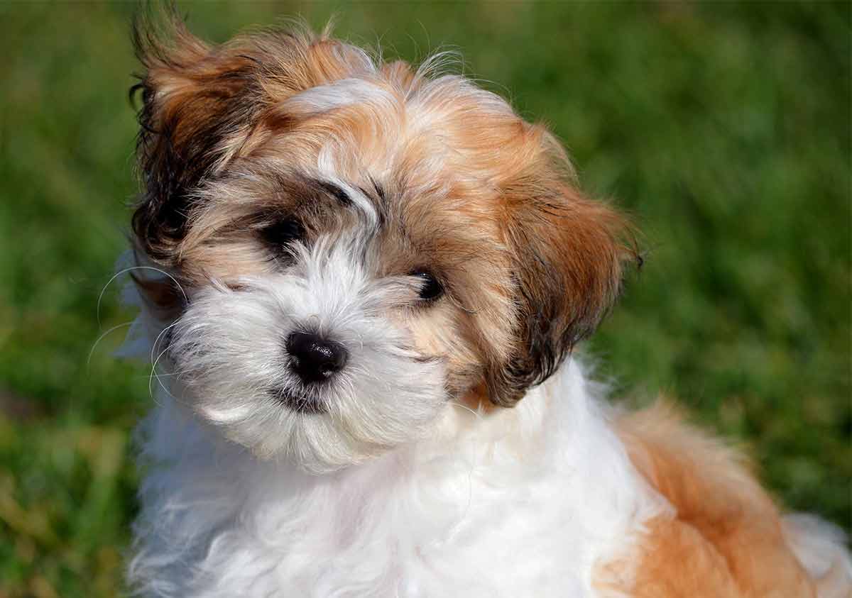 small white teddy bear dog