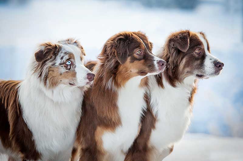 Herding Dogs - Discover 16 Super Smart Herding Dog Breeds