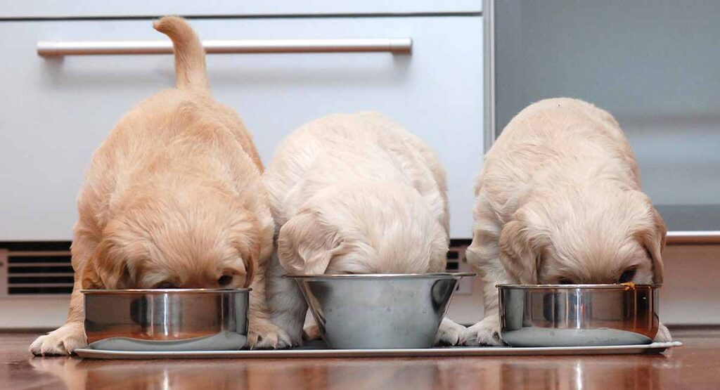 Best Puppy Food A Guide To Choosing A Good Dog Food For Your Pup