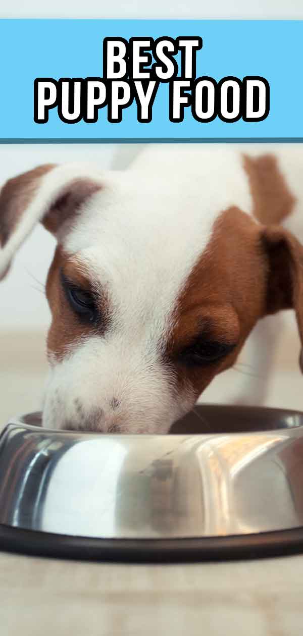 best-puppy-food-a-guide-to-choosing-a-good-dog-food-for-your-pup