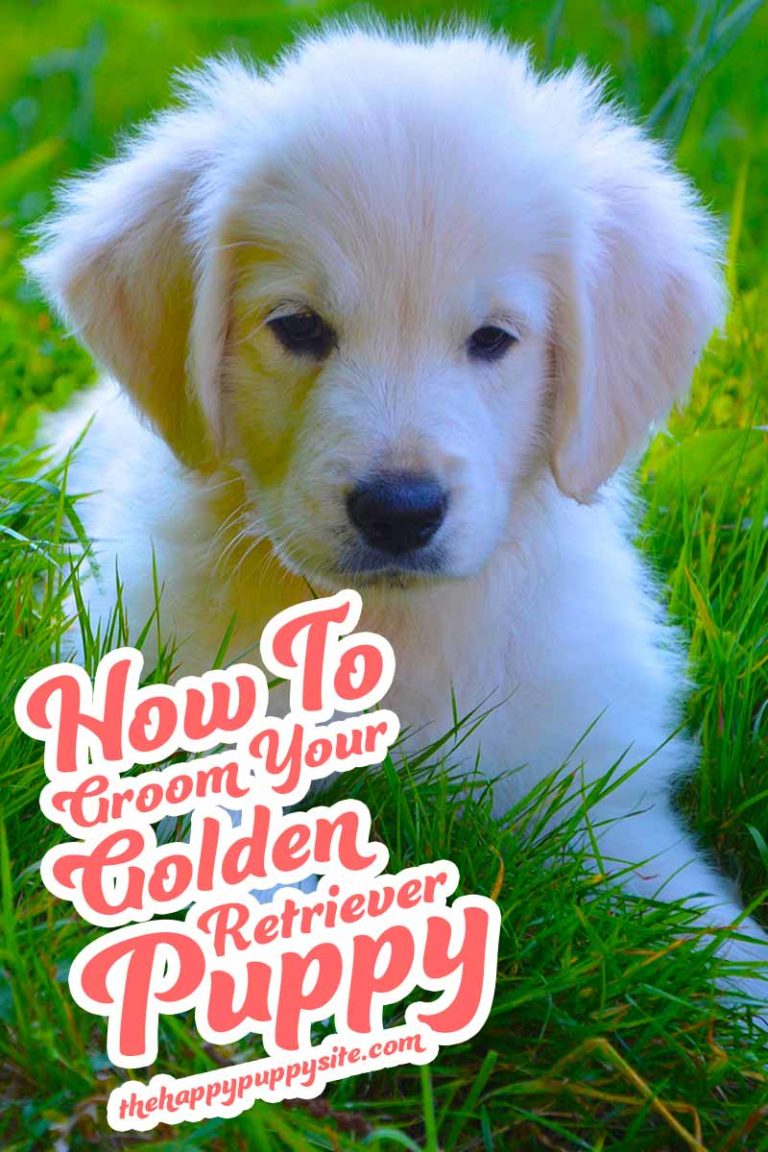 How To Groom A Golden Retriever Top Tips For Home Grooming