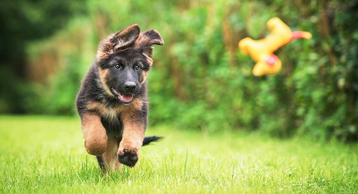 herding dogs