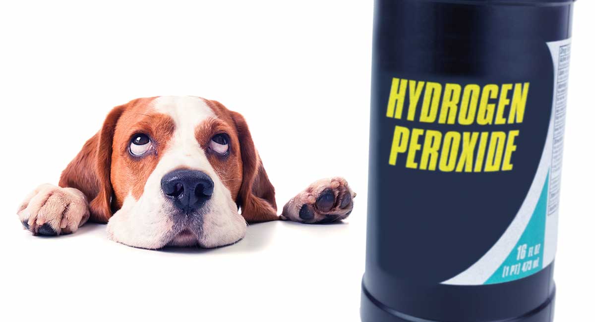 Hydrogen Peroxide For Dogs What Can I Use It For Safely