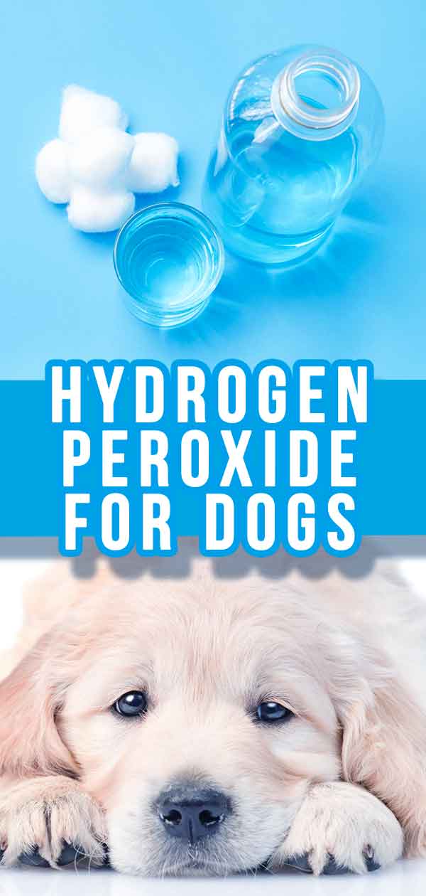 Hydrogen Peroxide For Dogs - What Can I Use It For Safely?