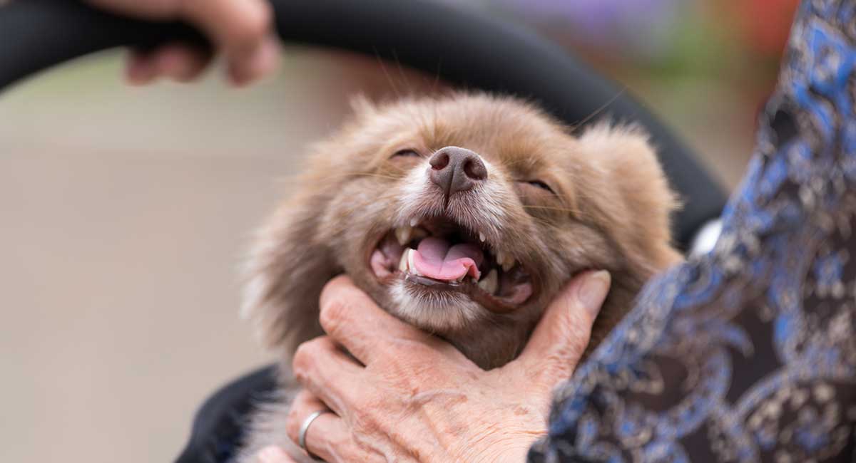 pomeranian and chihuahua mix puppies