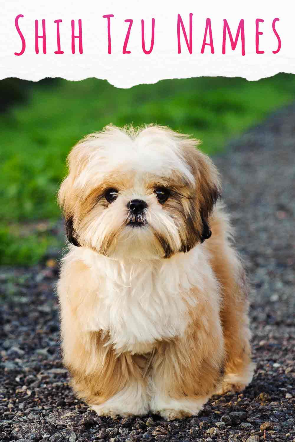 Caramel sales shih tzu