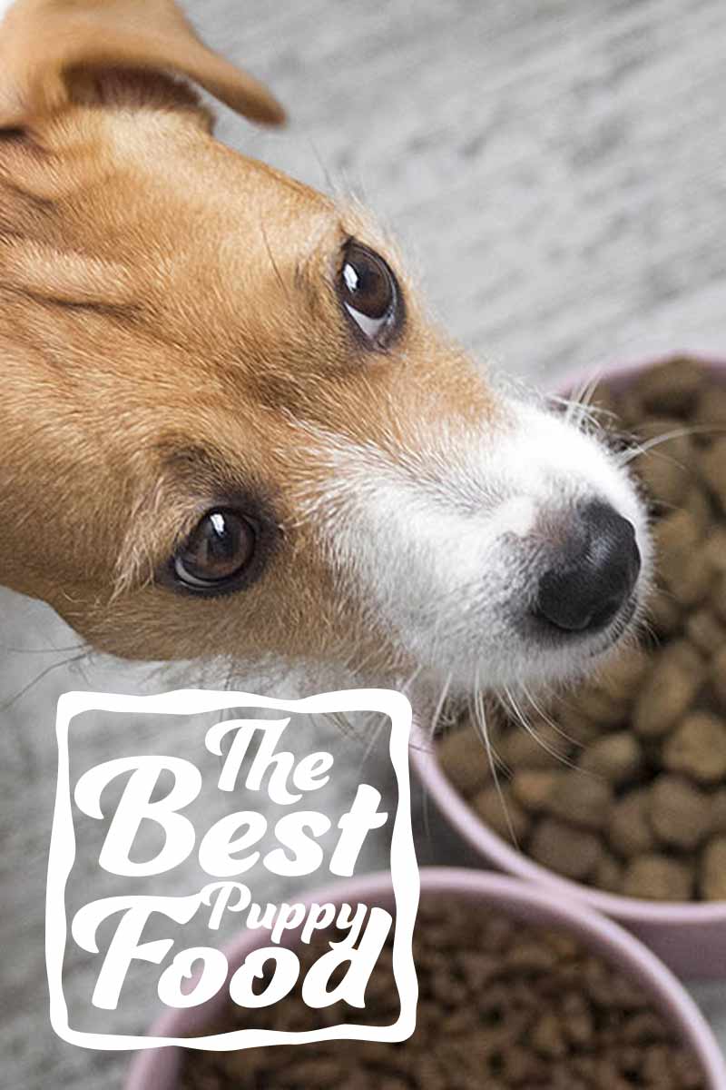 What Is The Best Food For Puppies