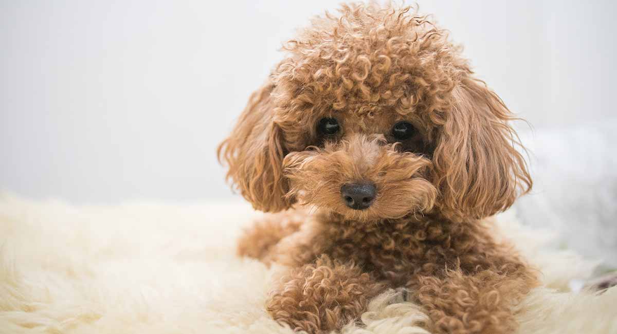 Toy Poodle All About The World S Cutest Curliest Dog Breed