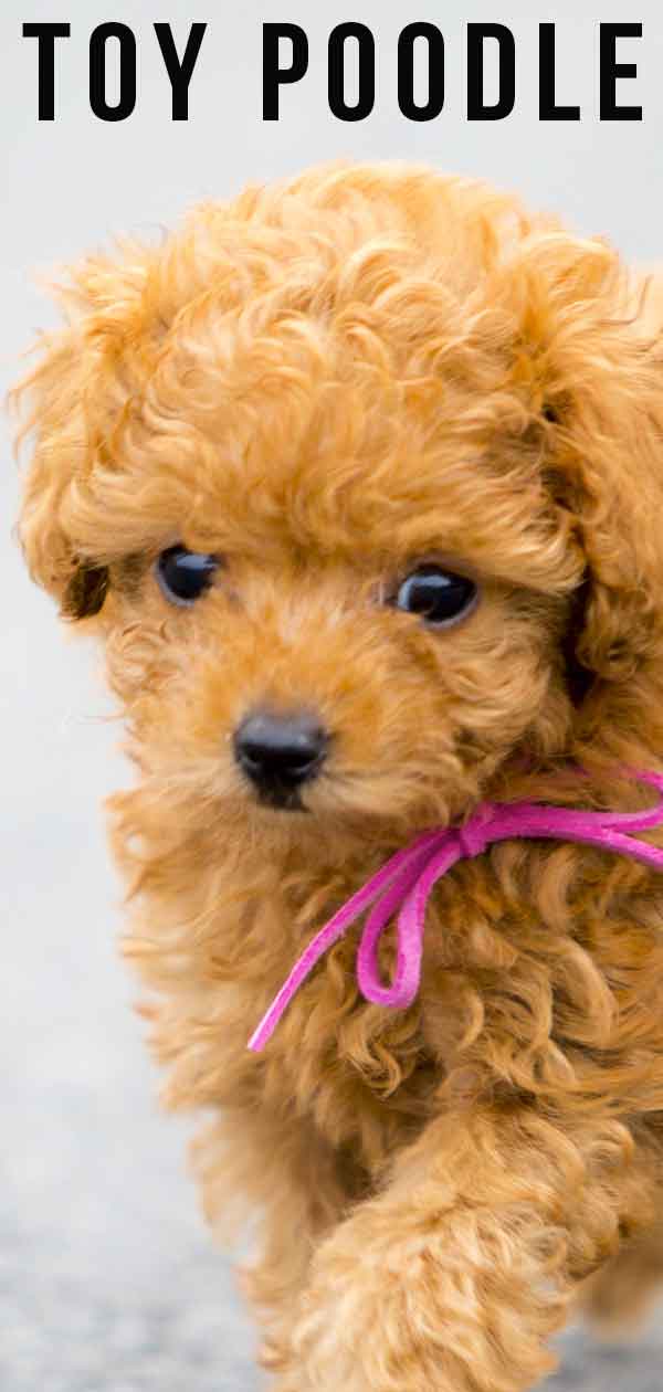 newborn toy poodle