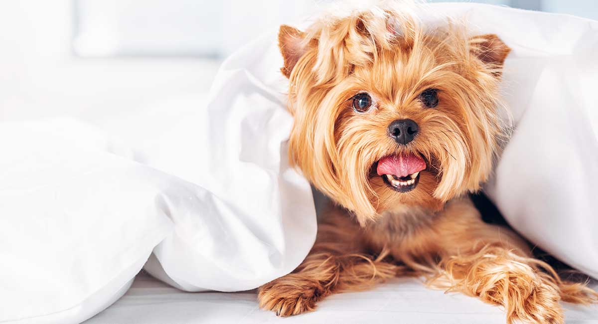 yorkshire terrier breeds of dogs