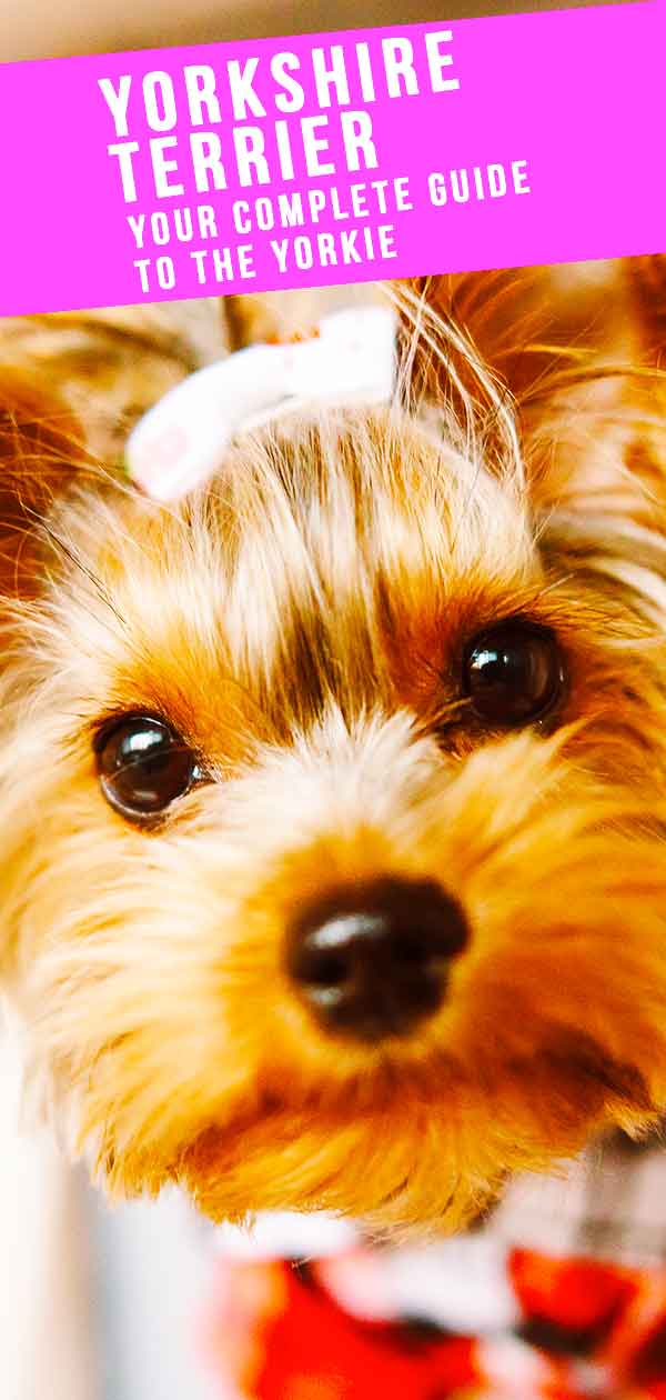 yorkshire terrier breed