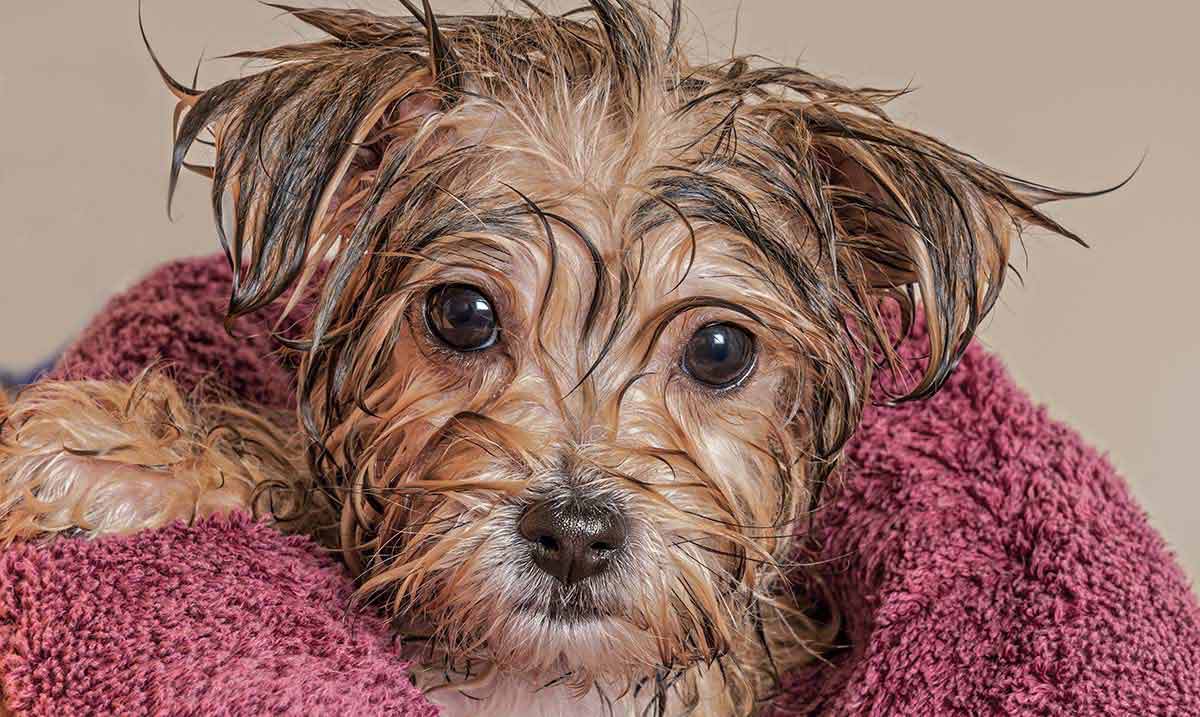 puppy wrapped in a towel after a bath