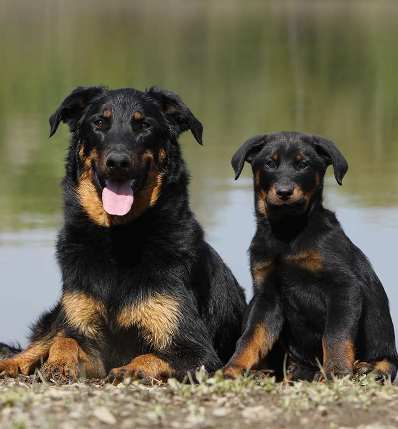 large breed herding dogs