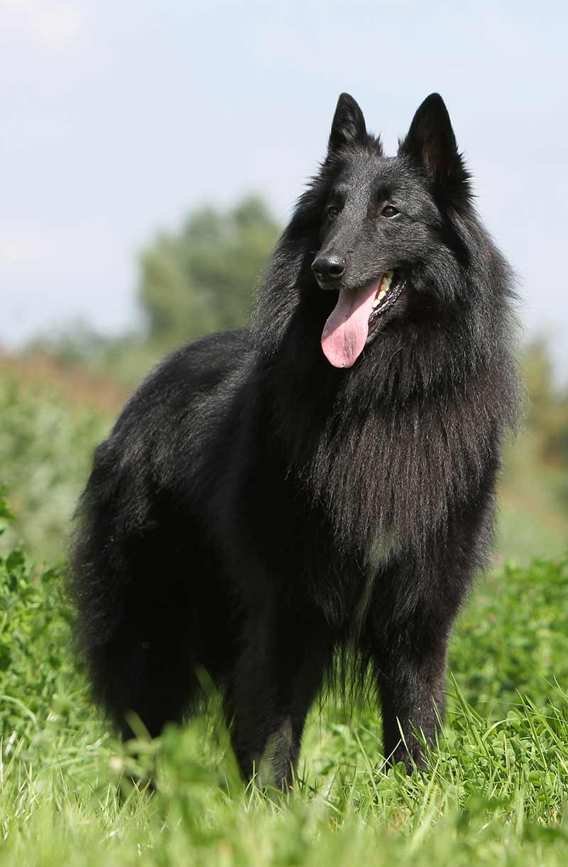 hairy sheep dog