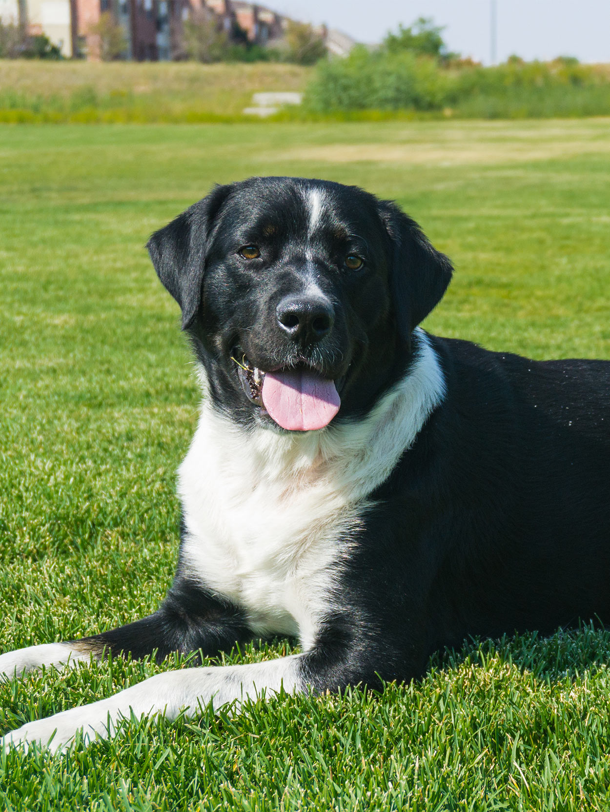 labernois - bouvier bernois lab mix