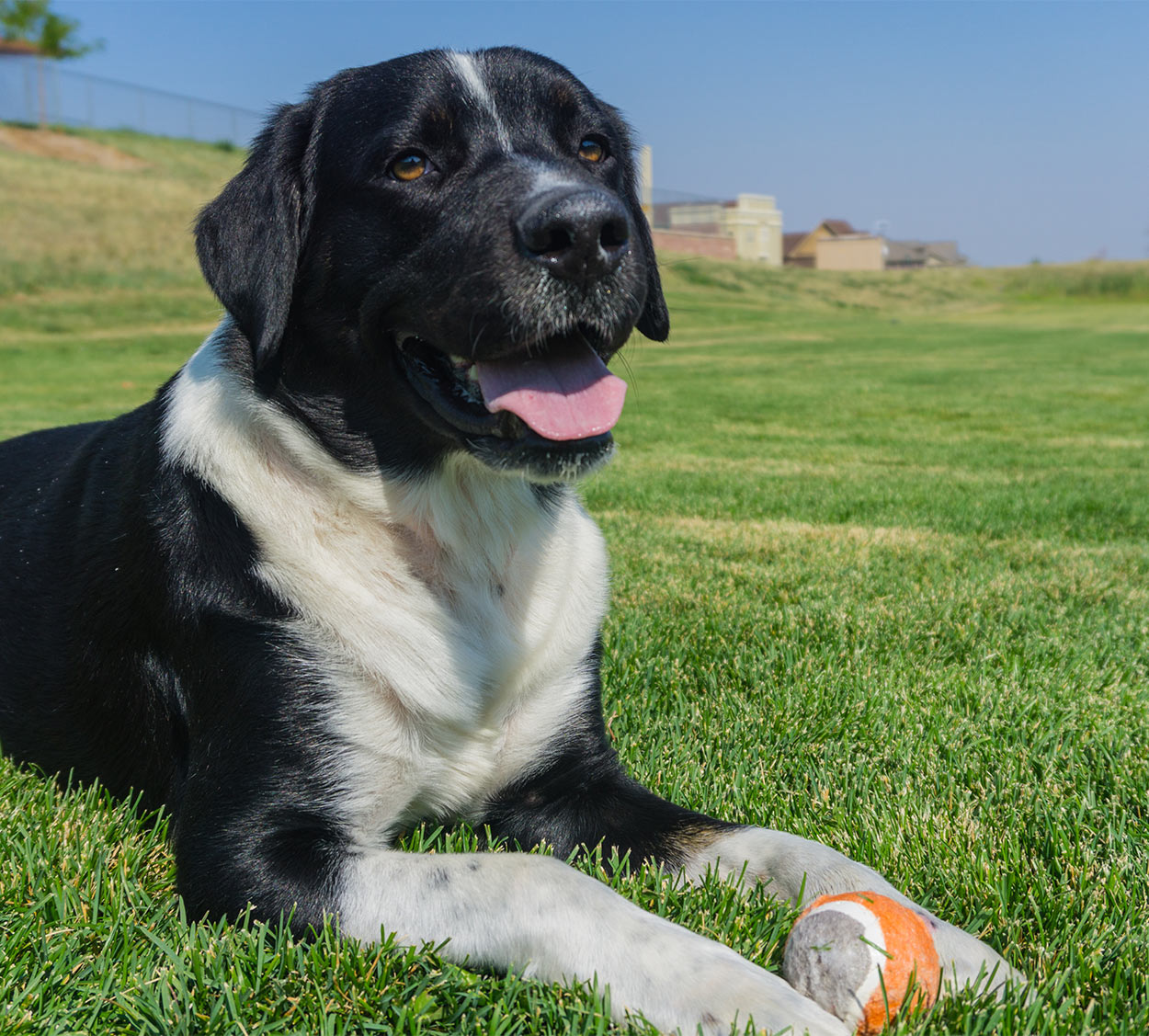 labernese - bernese mountain dog lab mix