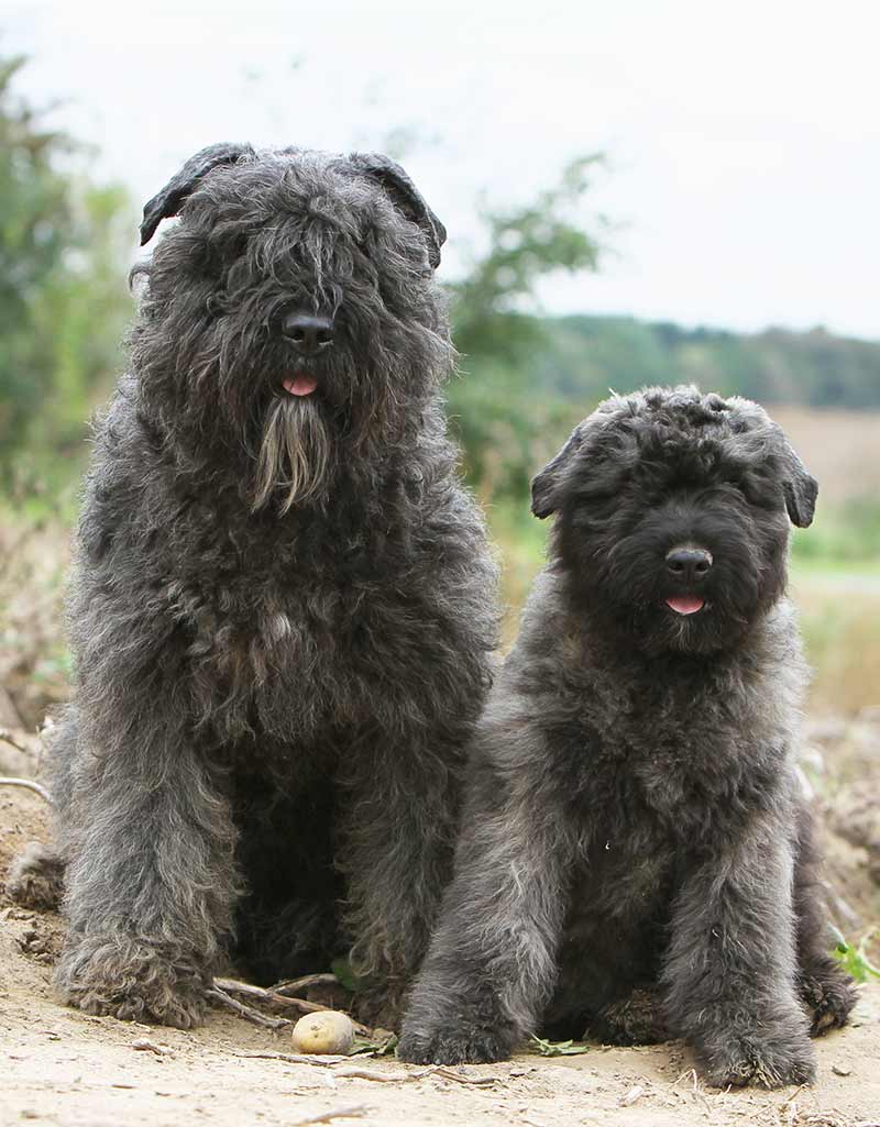 large breed herding dogs