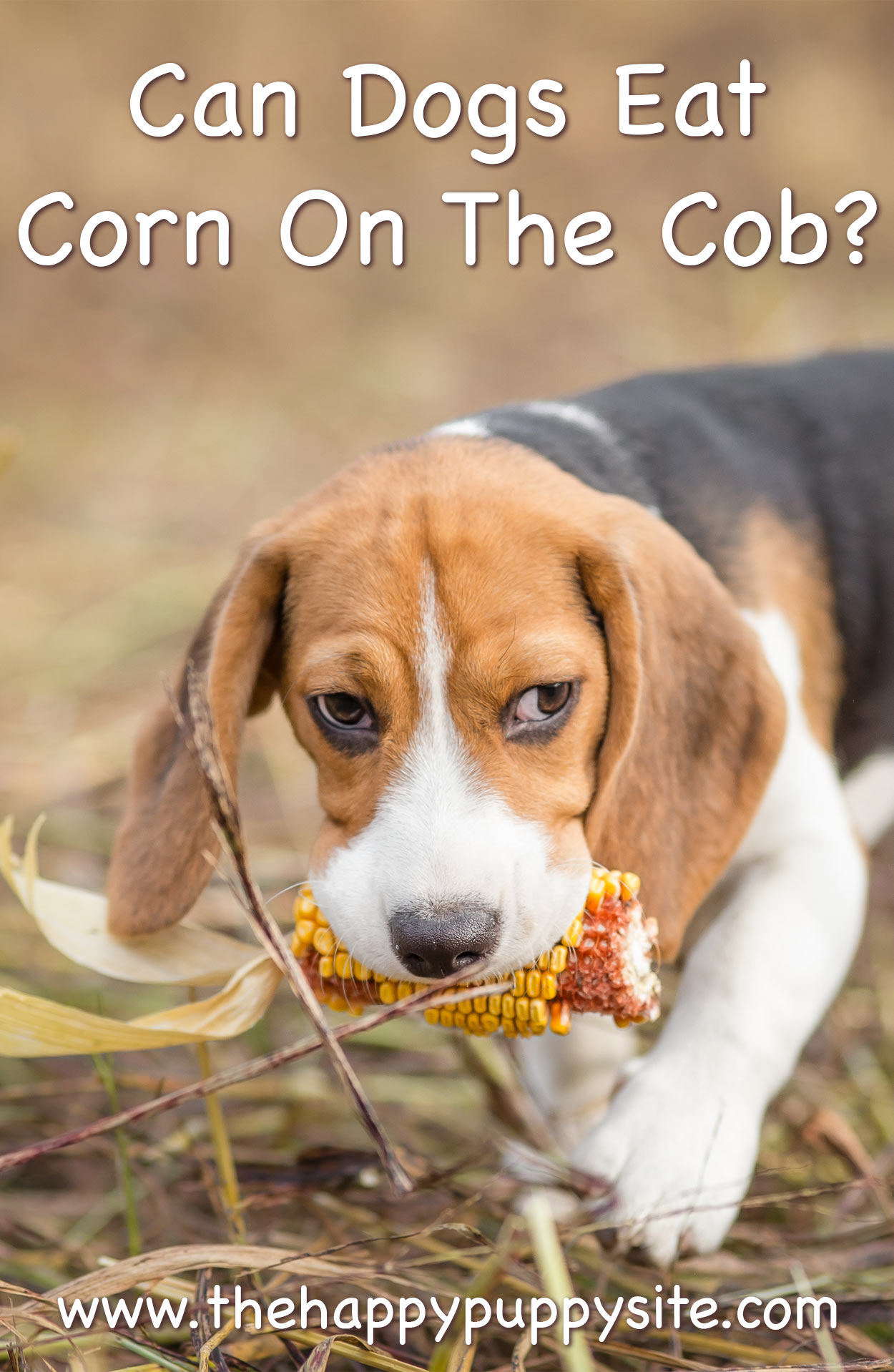 are corn cobs bad for dogs to eat