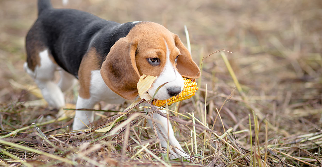 are dogs allowed to eat corn