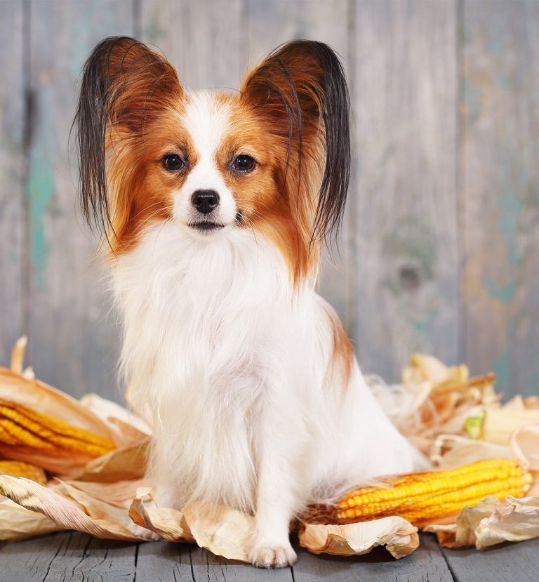 Can Dogs Eat Corn A Guide To Corn Cobs and Corn Kernels For Dogs