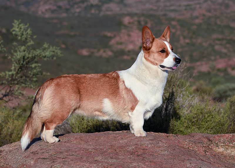 small herding dogs