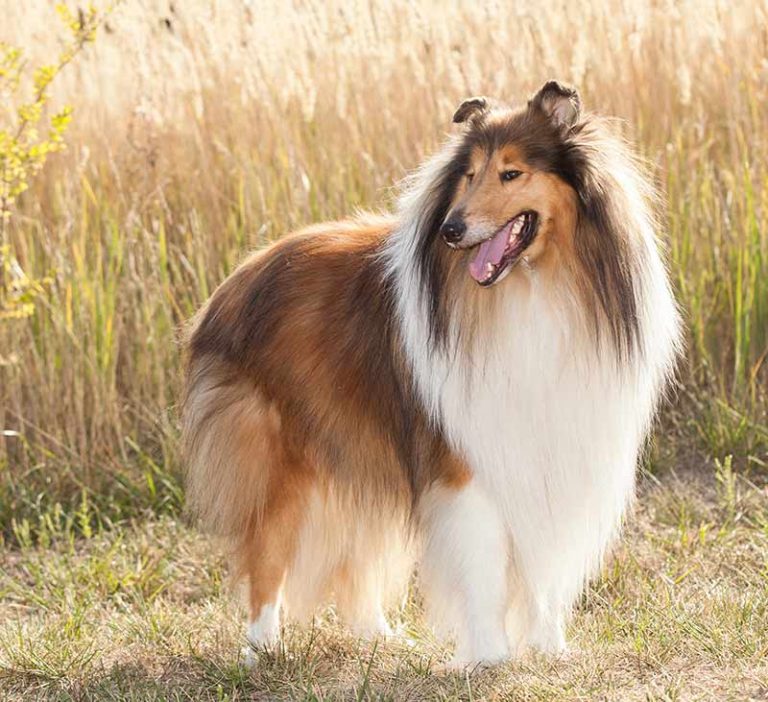 Collie Dog Breed Information Center A Guide To The Rough Collie