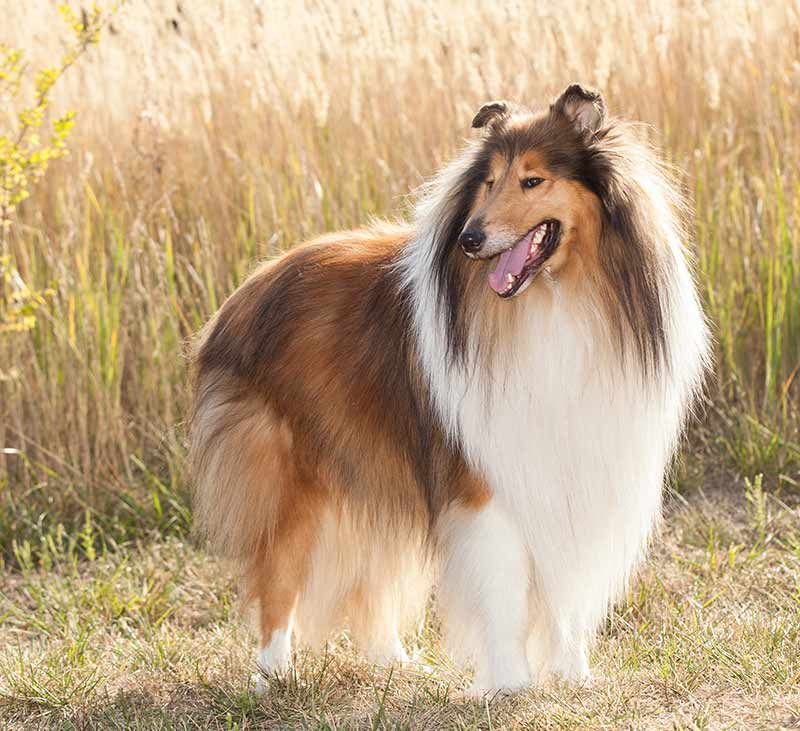 do rough collie bark a lot