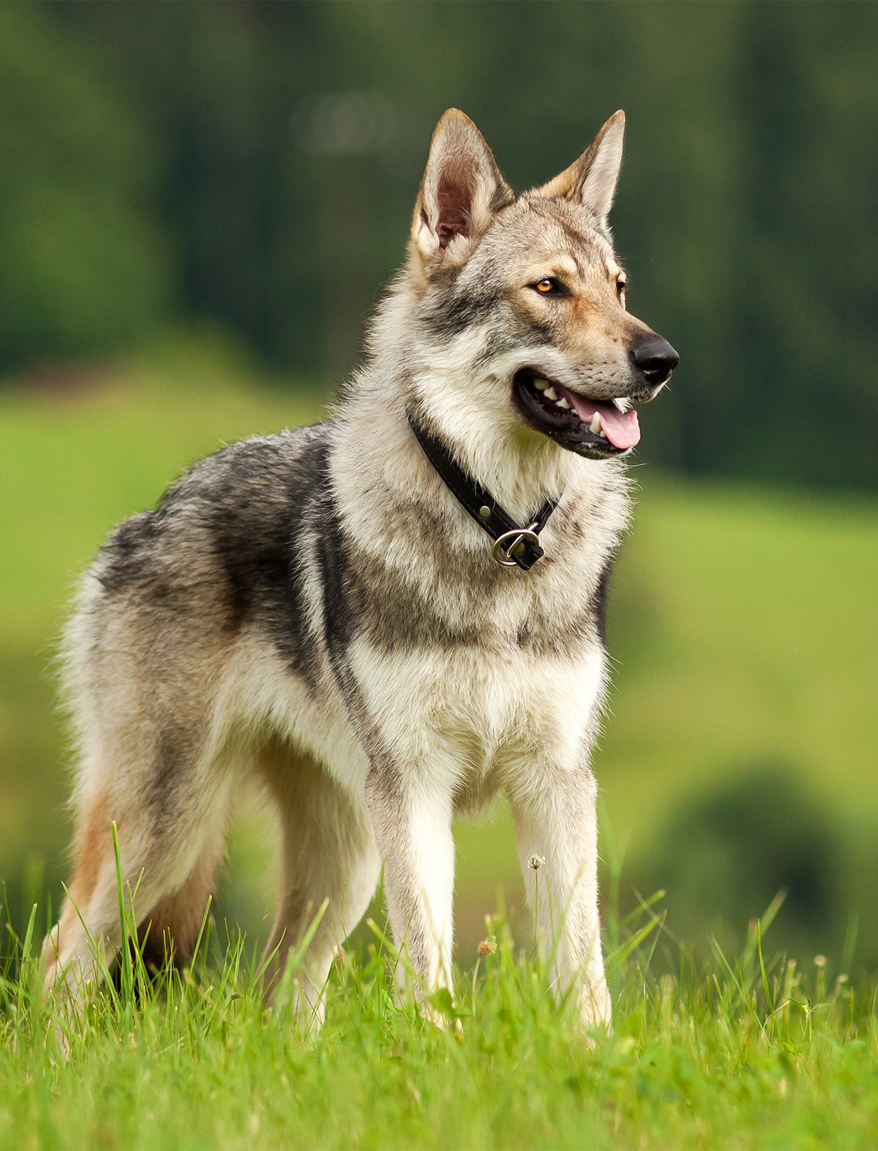 Czechoslovakian Wolfdog Breed 