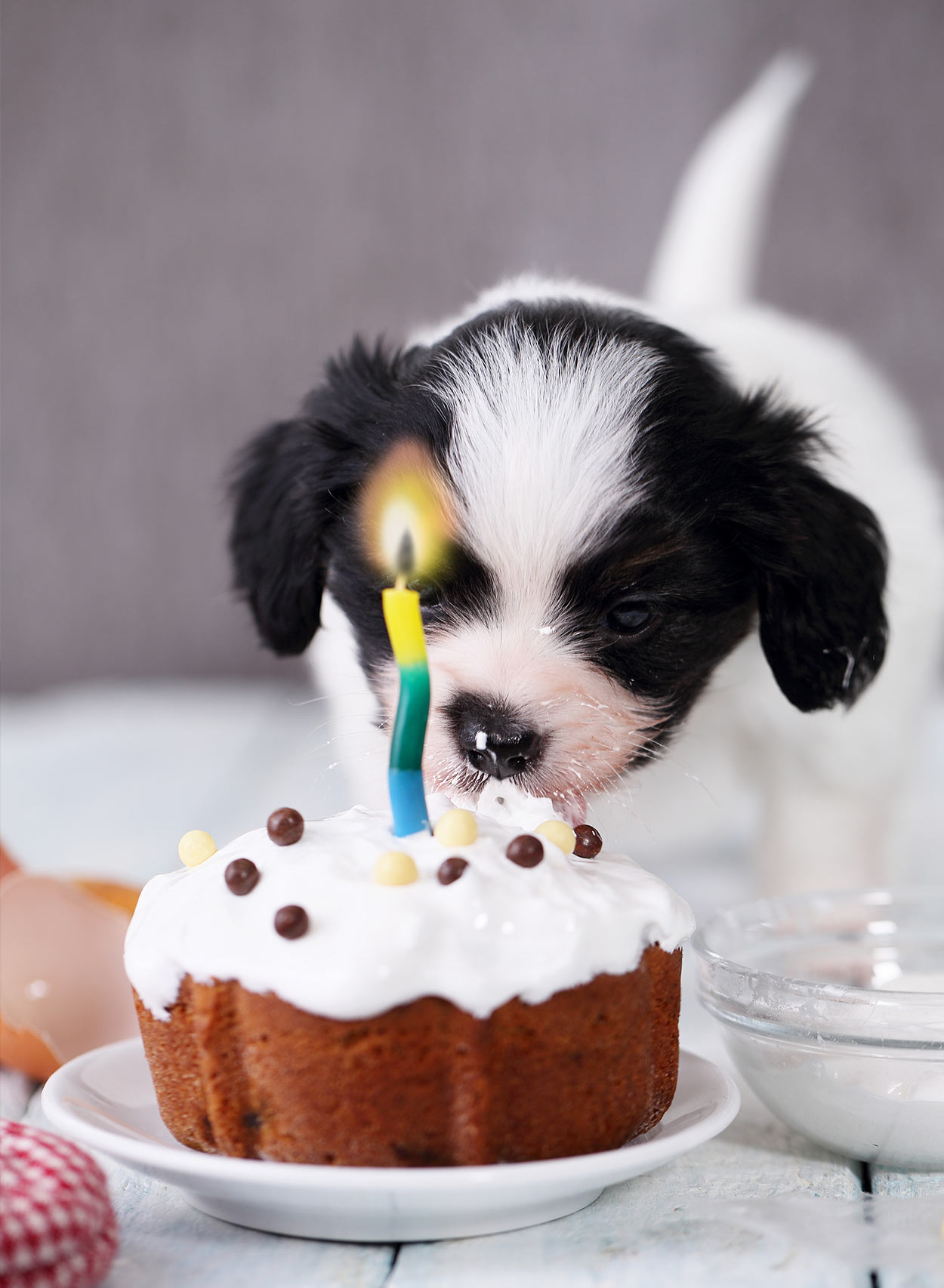 Dog Cupcake Recipes From Super Simple To Uniquely Fabulous