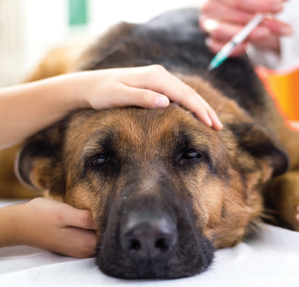 dog-vaccinations-general-dog-health-care-dogs-guide-omlet-uk