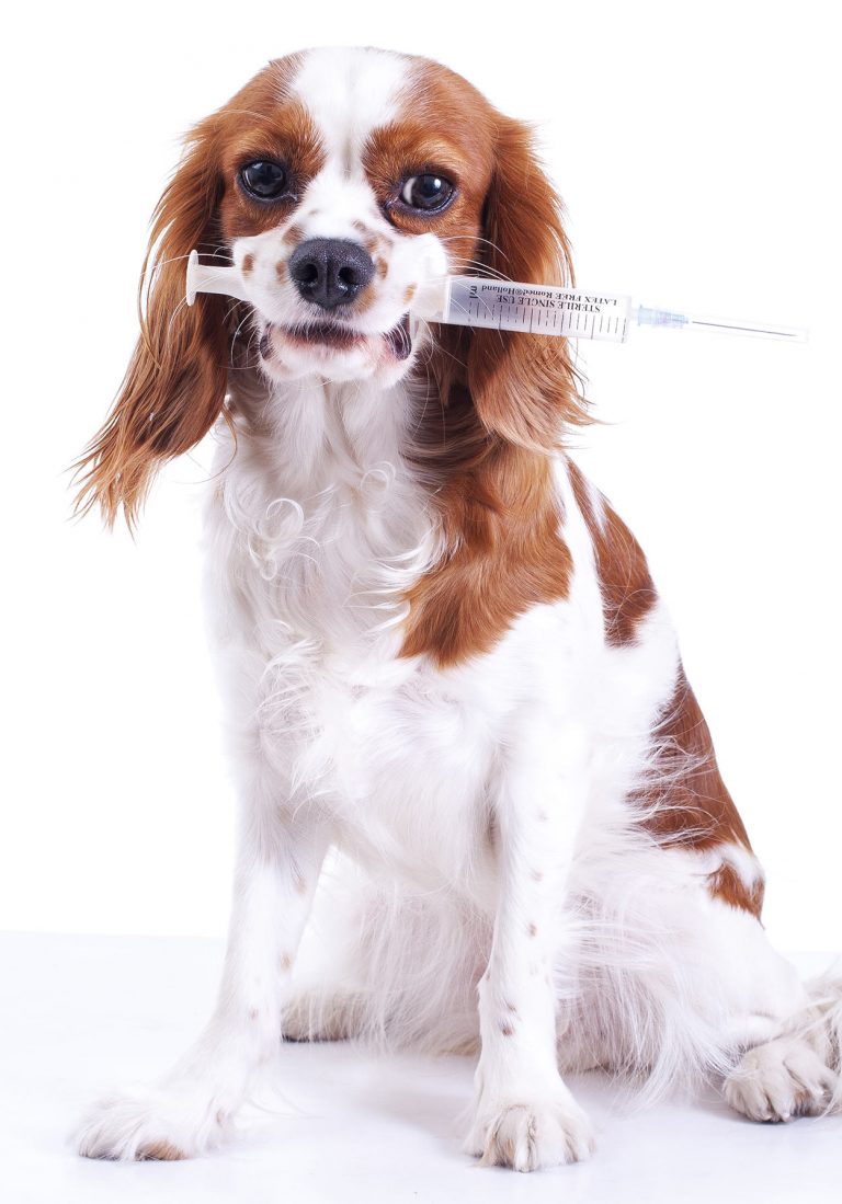 Dog Vaccination Schedule - All Your Vaccination Questions Answered